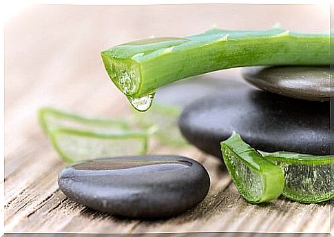 6 benefits that aloe vera brings to your hair