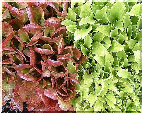 Types of lettuce