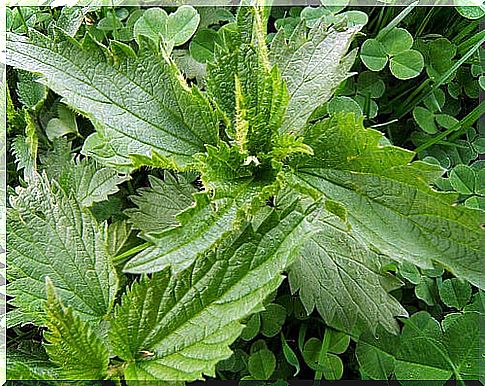 Nettle plant.