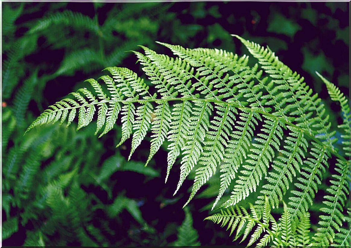 Fern plant.