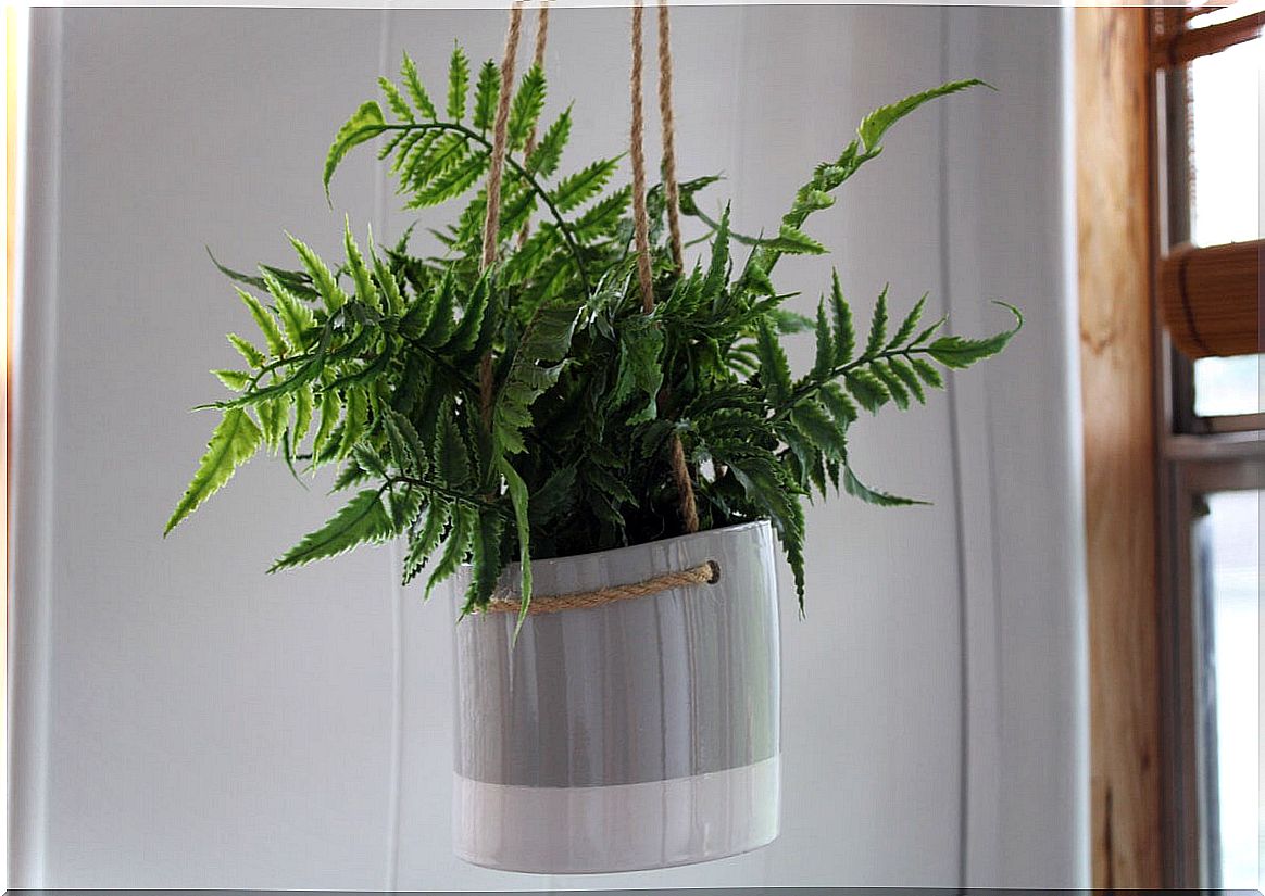 Fern to decorate the home in a hanging pot.