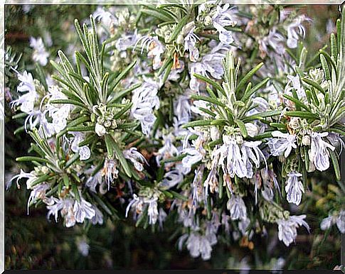 Rosemary for low blood pressure