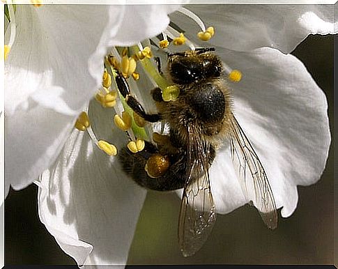 Bee taking pollen from a flower