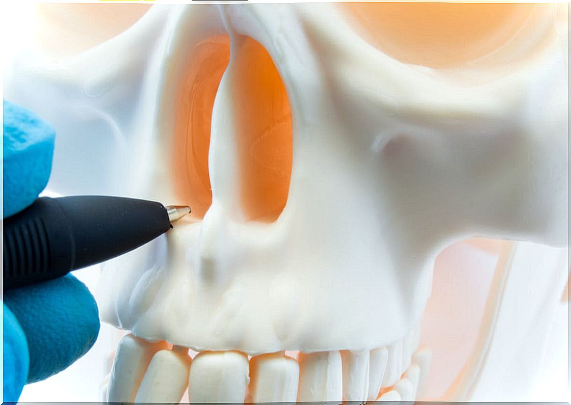 Nasal septum in the skull.